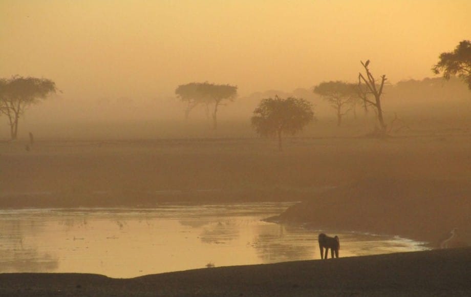 a baboon staring at a body of water