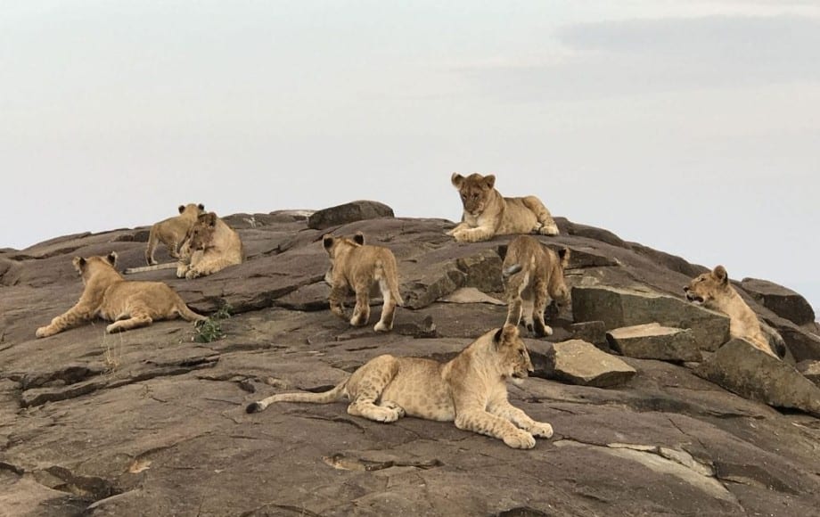 a group of lions on rocks