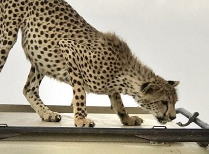 a leopard peeking into a jeep