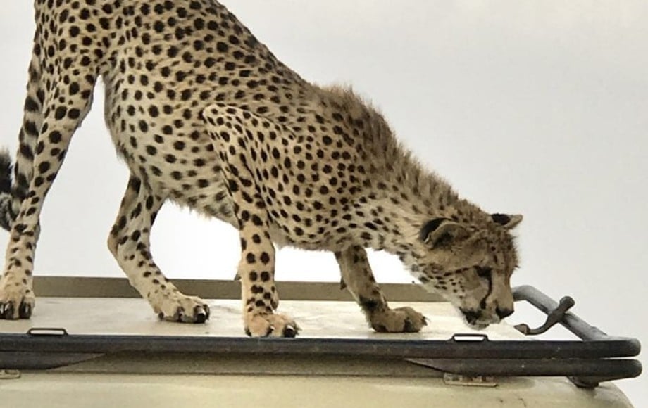 a leopard peeking into a jeep
