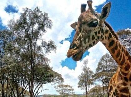 a giraffe