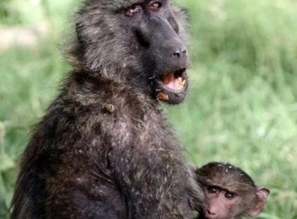 baboons