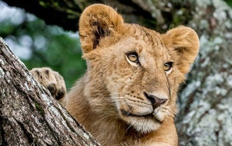 a lion watching something from a tree