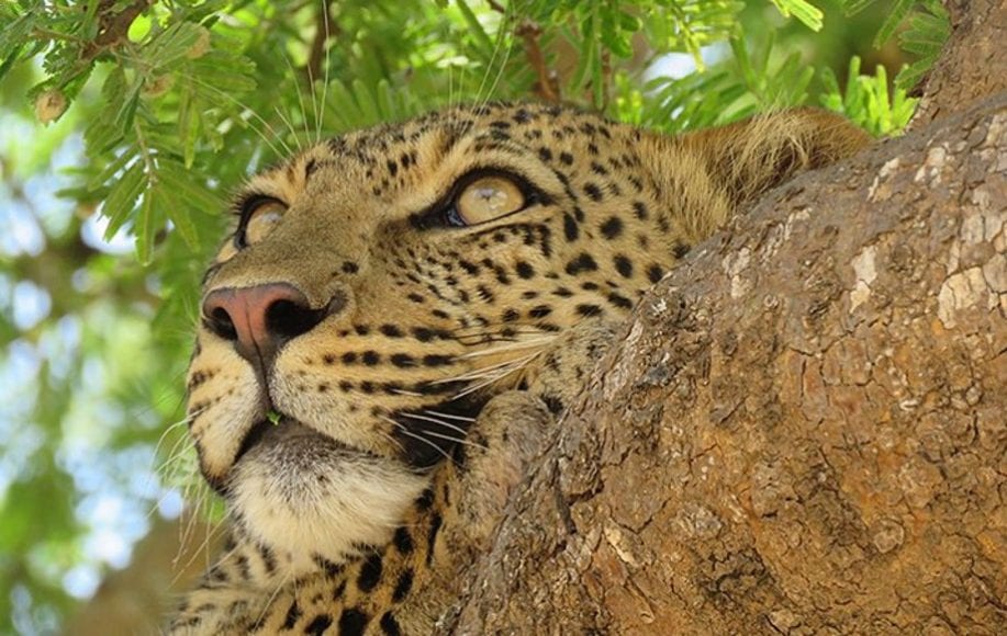 a leopard resting