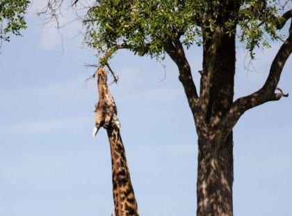 A giraffe eating from a tree