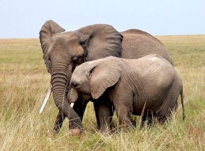 a mother and baby elephant