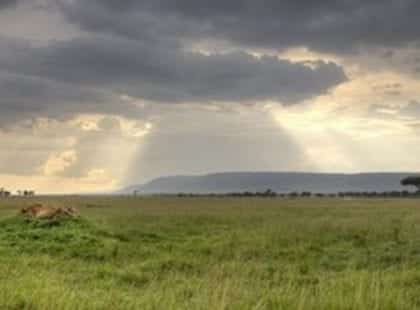 Lions at sunset on ant hill