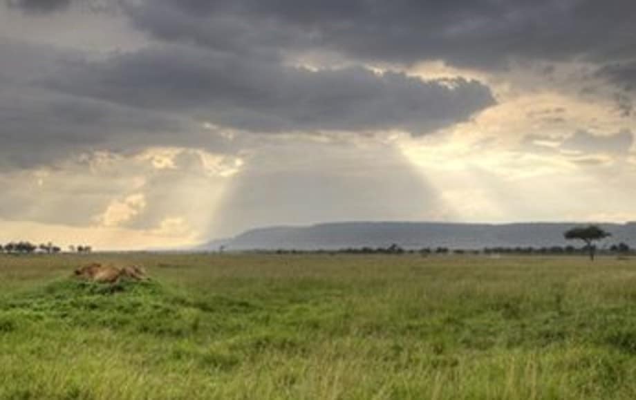 Lions at sunset on ant hill