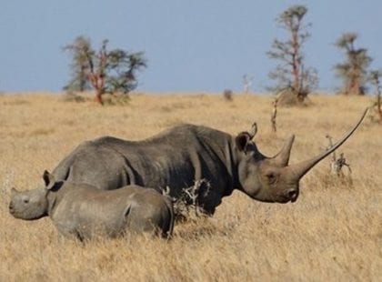 Mother and baby rhino in Lewa Wildlife Conservancy