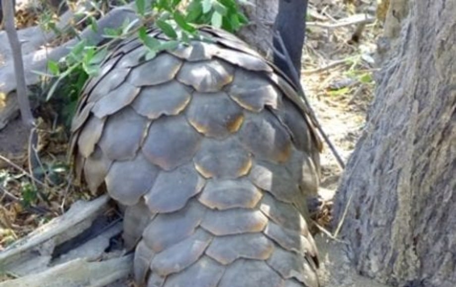 Pangolin tail