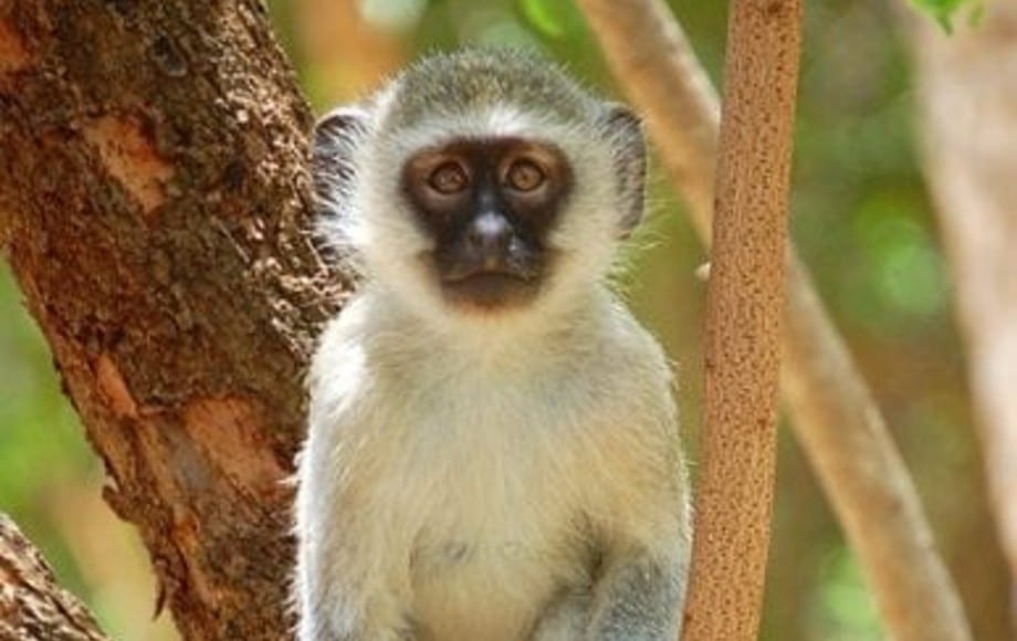 Patient vervet monkey