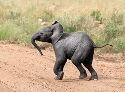 Baby elephant makes a break