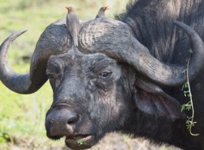 an ox with birds