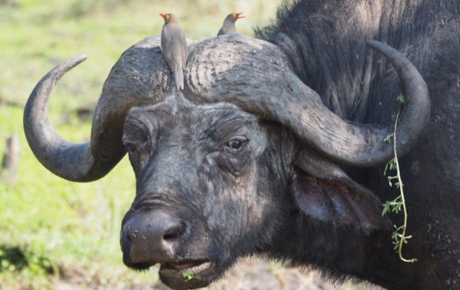 an ox with birds