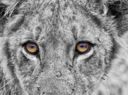 LION EYES