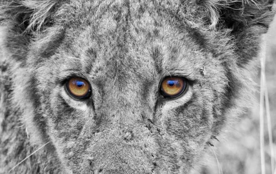 LION EYES