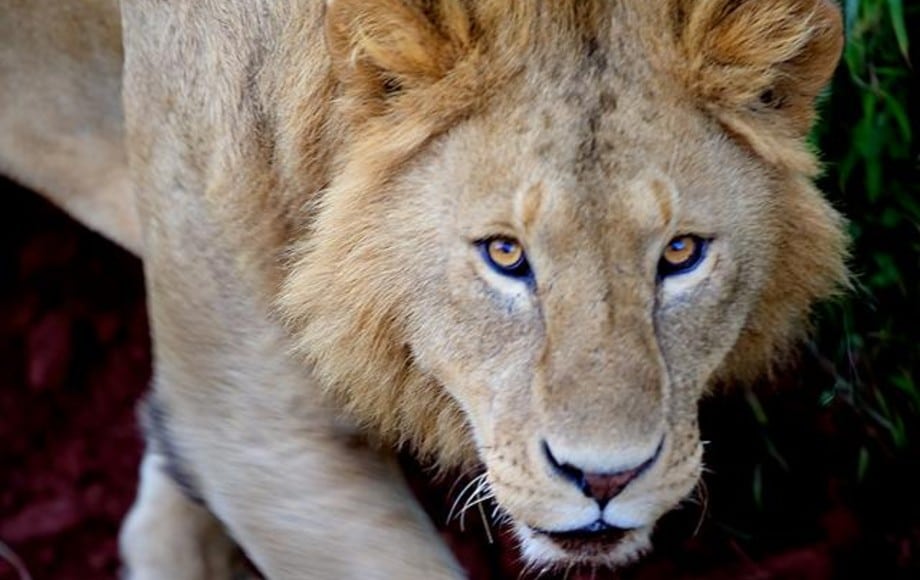 Lion captured at Local Maasai compound