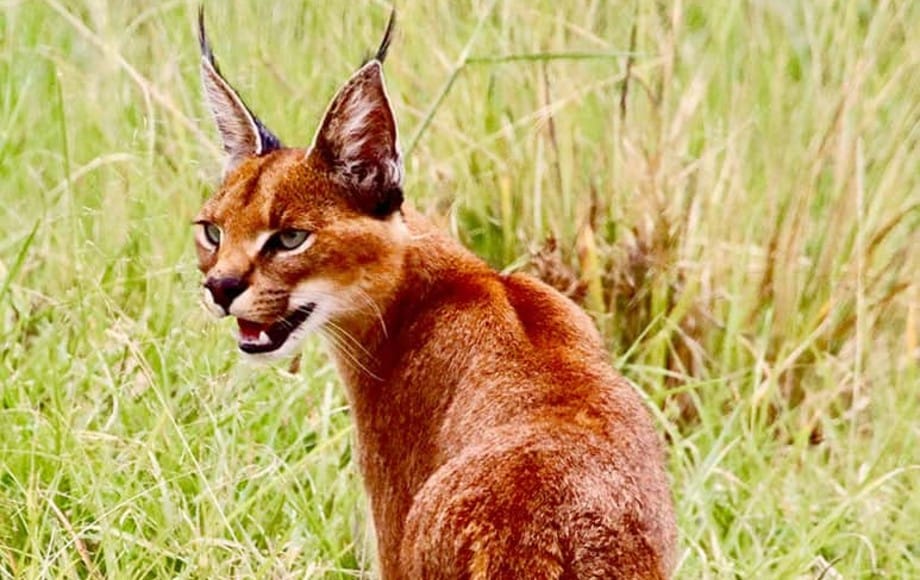 a wild cat