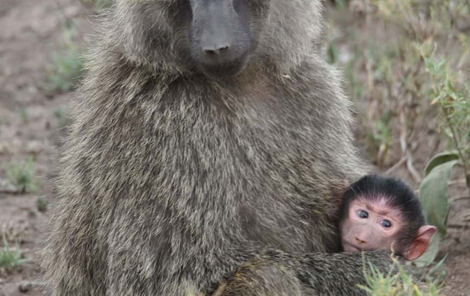a baby baboon with his mother