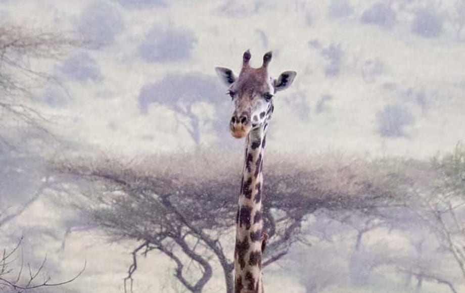 A giraffe