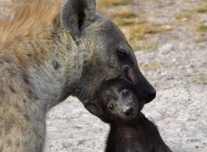 A hyena holding a cub