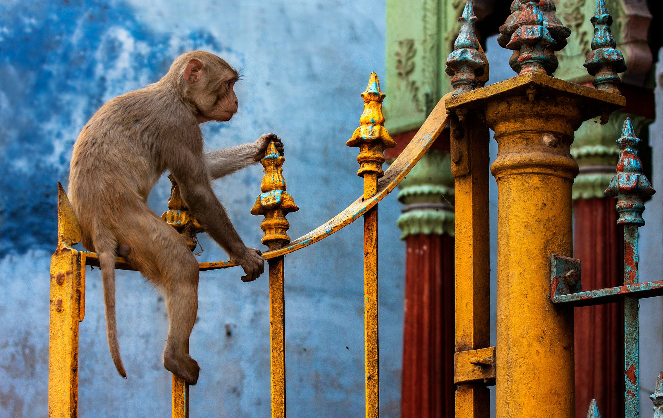 Monkey outside Varanasi Temple