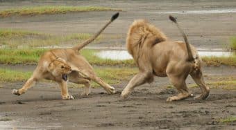 The Heart of Kenya & Tanzania