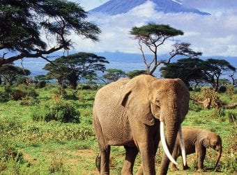 Elephants walking on an African Safari