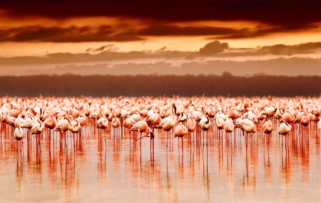 Flamingos on Lake Nakuru and Lake Naivasha