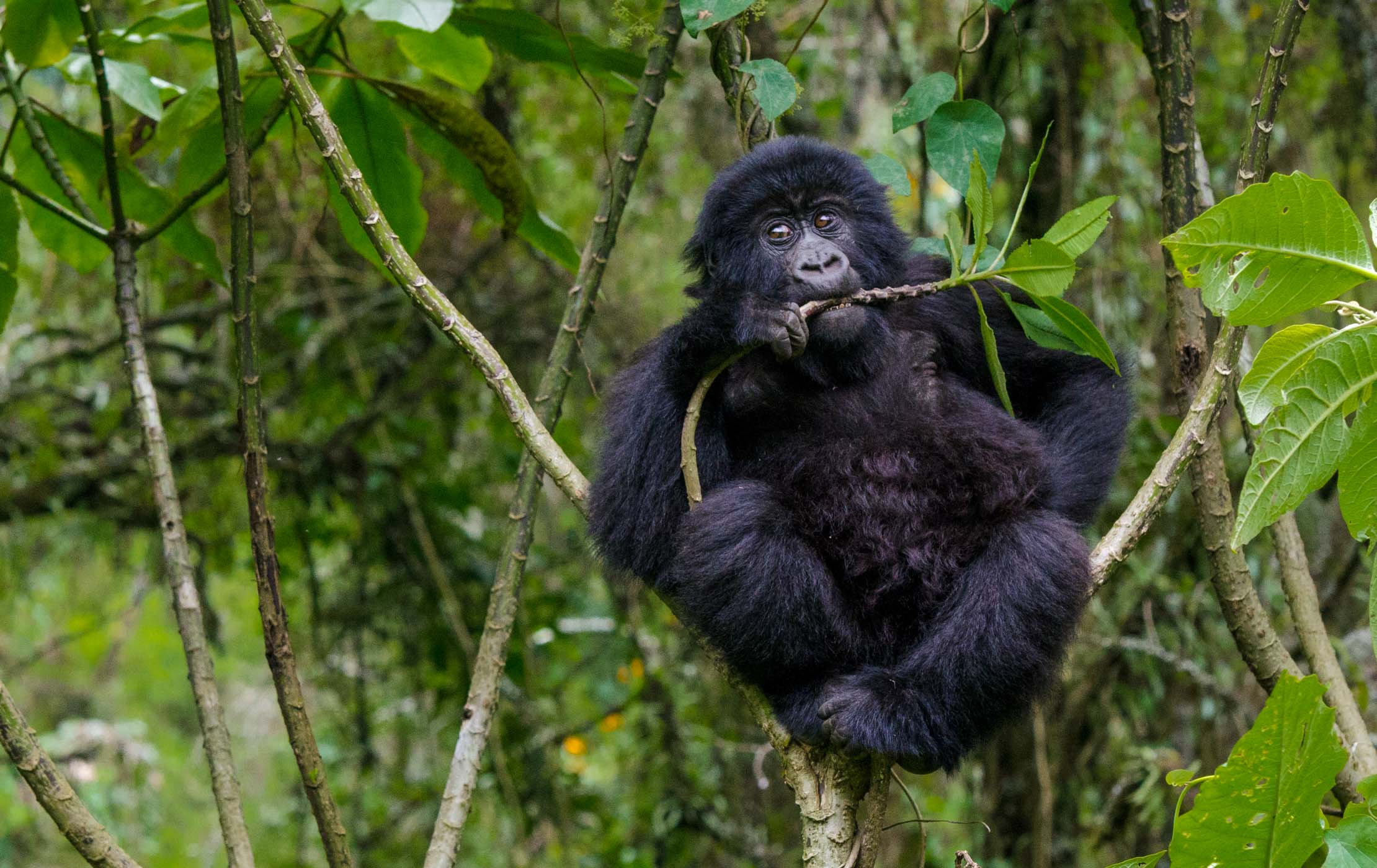 The Mountain Gorillas of Central Africa