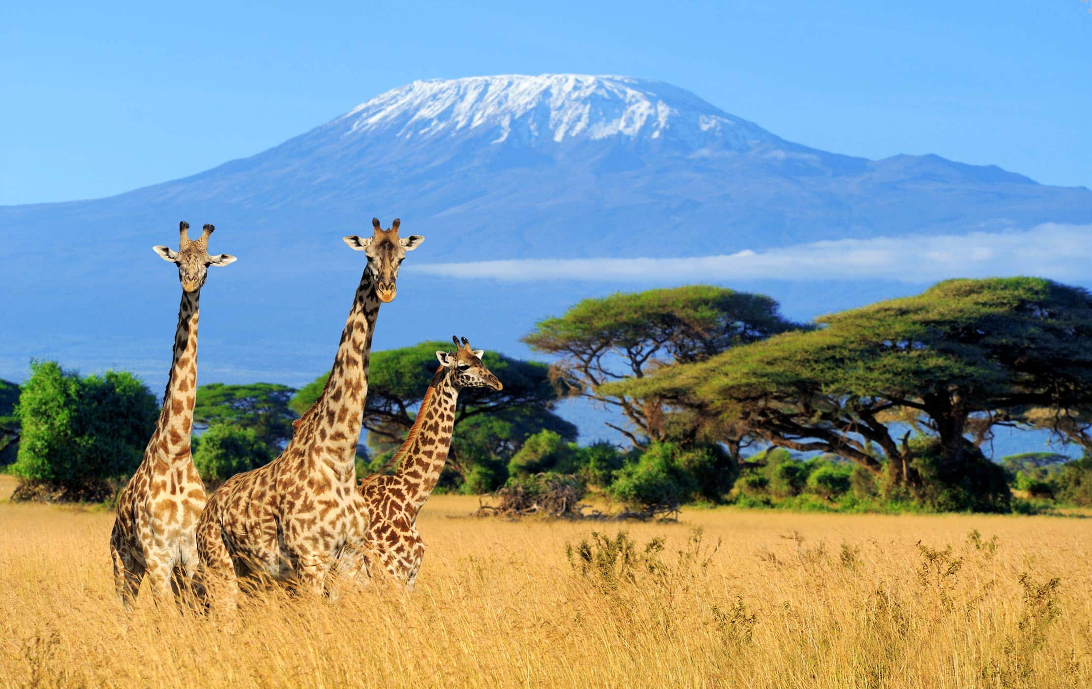 Lewa Wildlife Conservancy