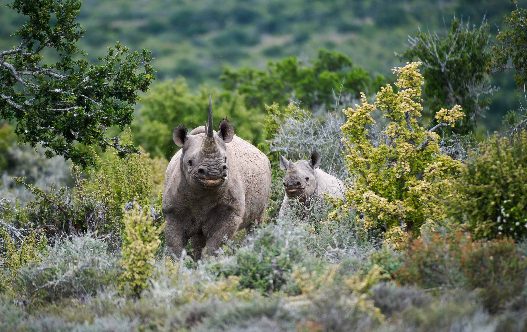 Hippopotamus at The Eastern Cape
