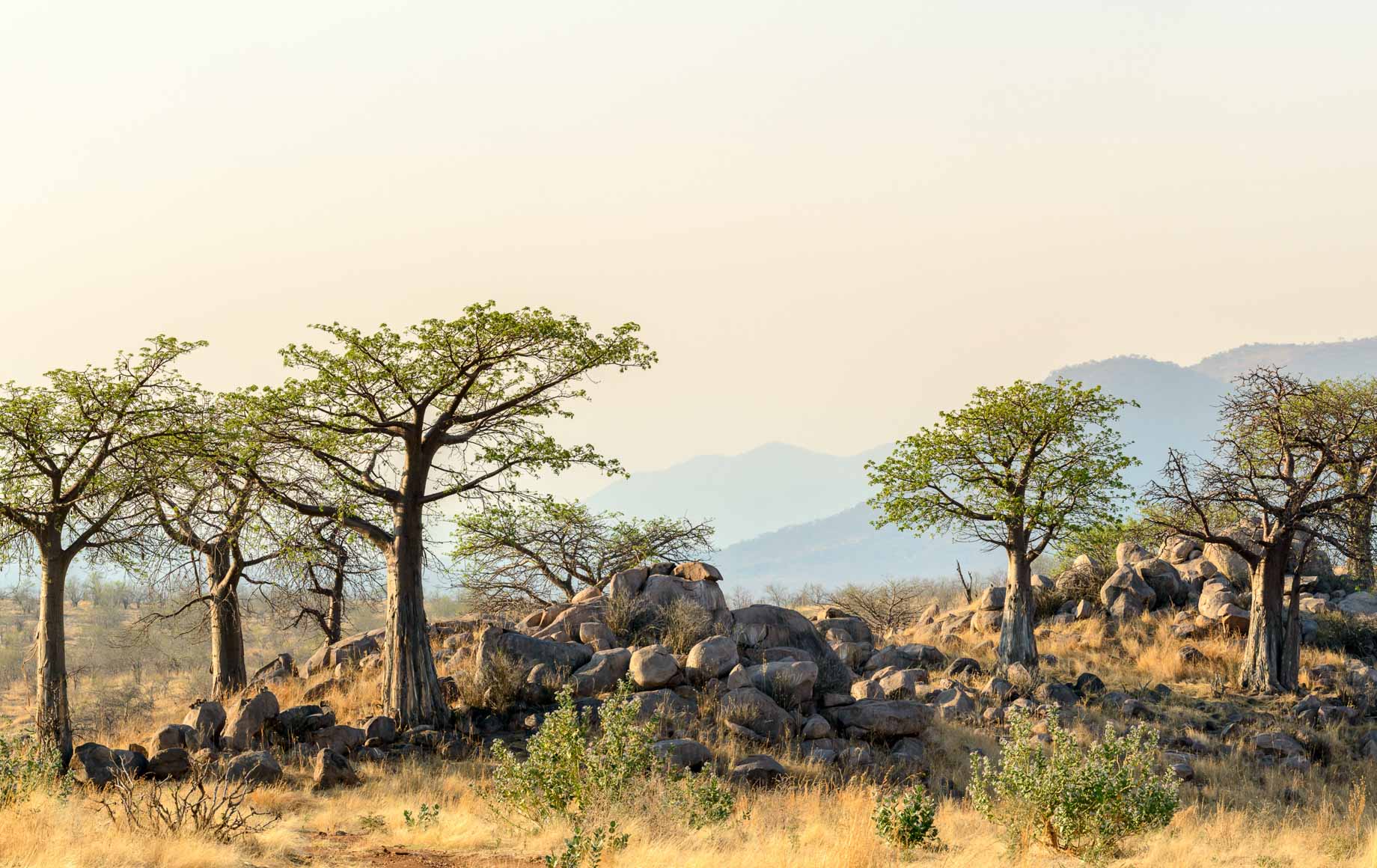 Selous and Ruha Safari Camps