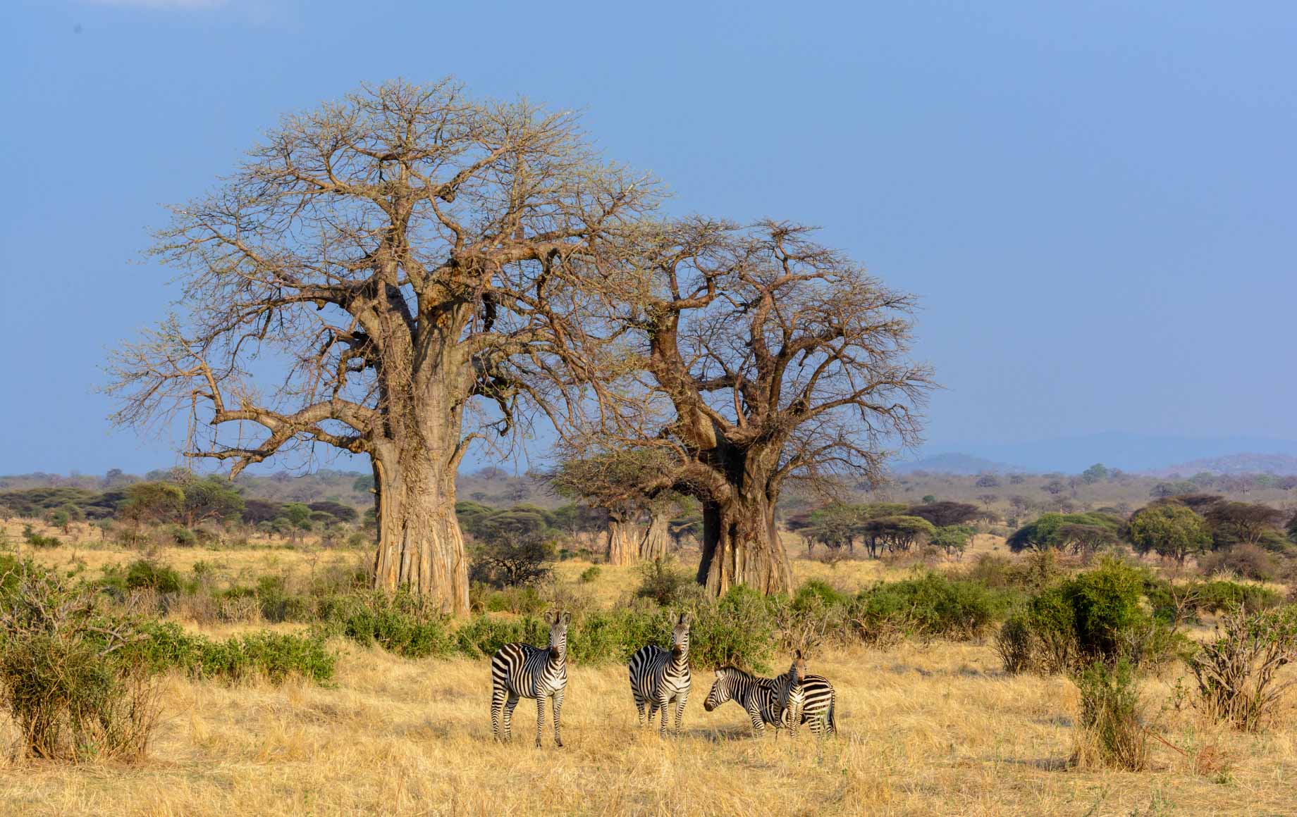 Zebras Selous and Ruha Safari Camps