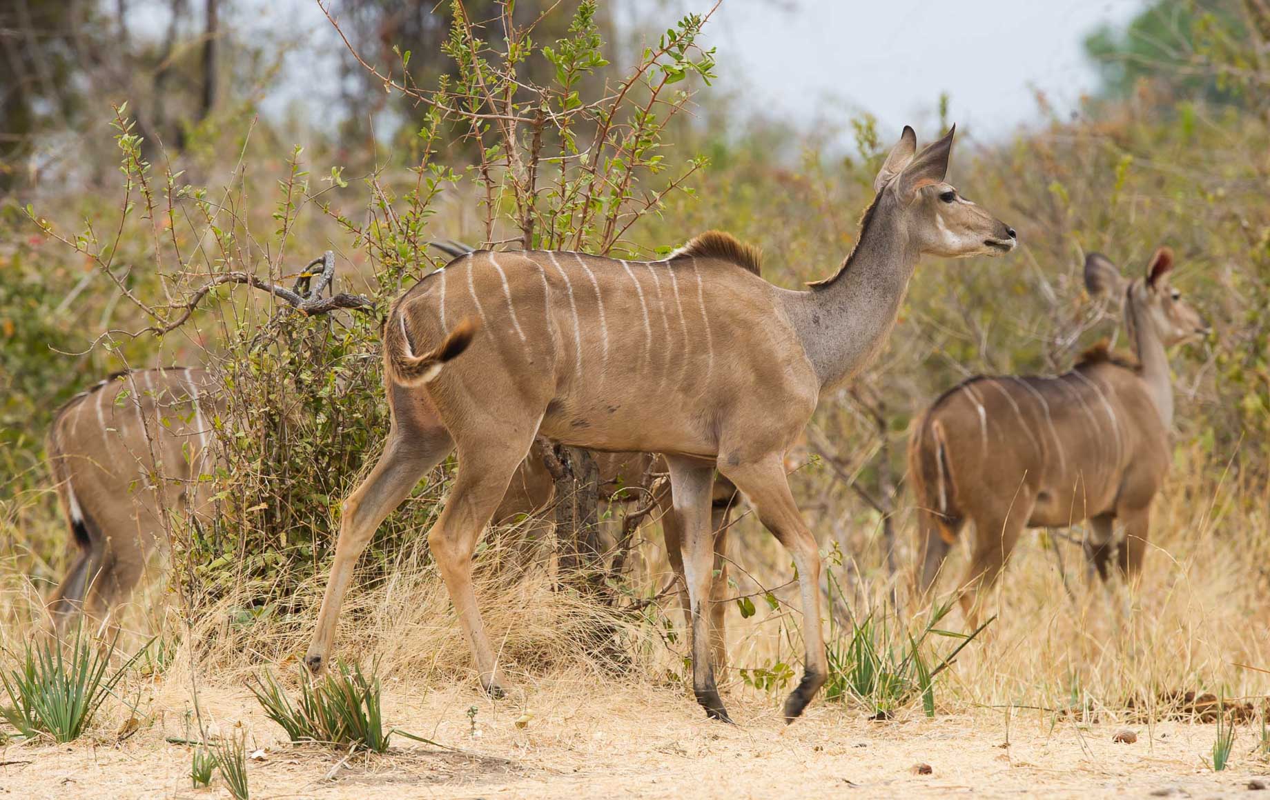 Selous and Ruha Safari Camps