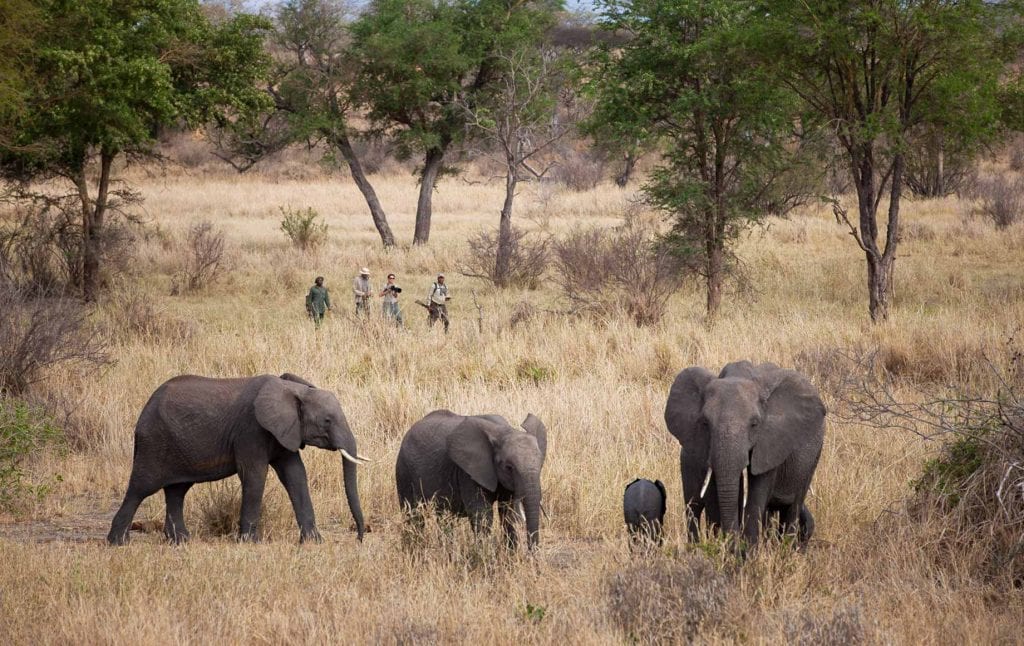 Selous and Ruaha Safari Camps