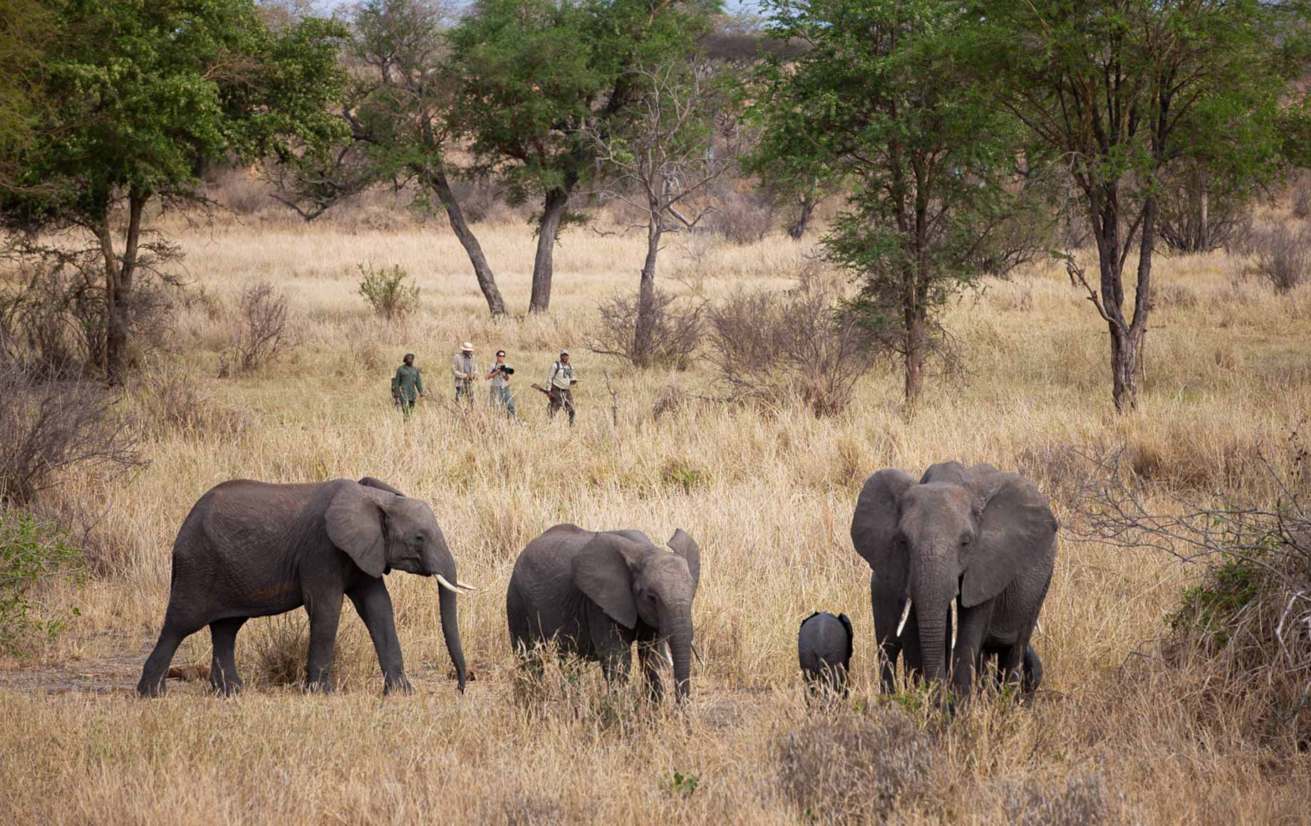 Selous and Ruha Safari Camps