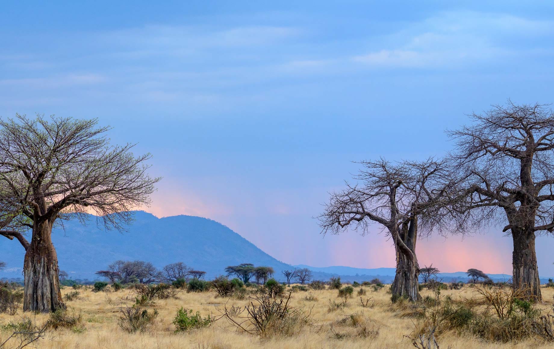 Selous and Ruha Safari Camps