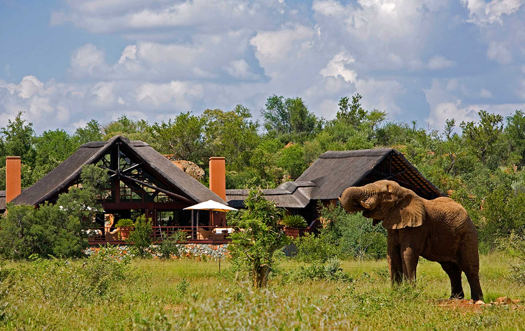 Elephant at Madikwe Game Reserve