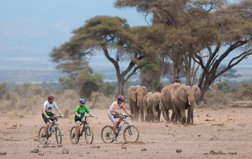 Three people biking near elephants