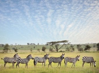 Zebras during an African Safari
