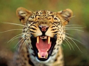 Screaming leopard