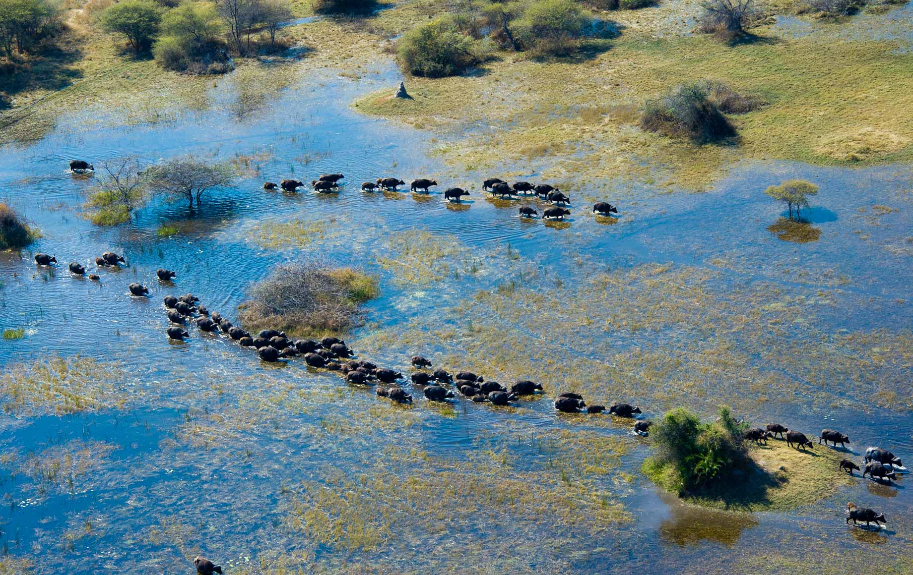 Wildlife in the Okavango Delta