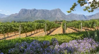 Lavender and farm fields in a sunny day at Cape Winelands