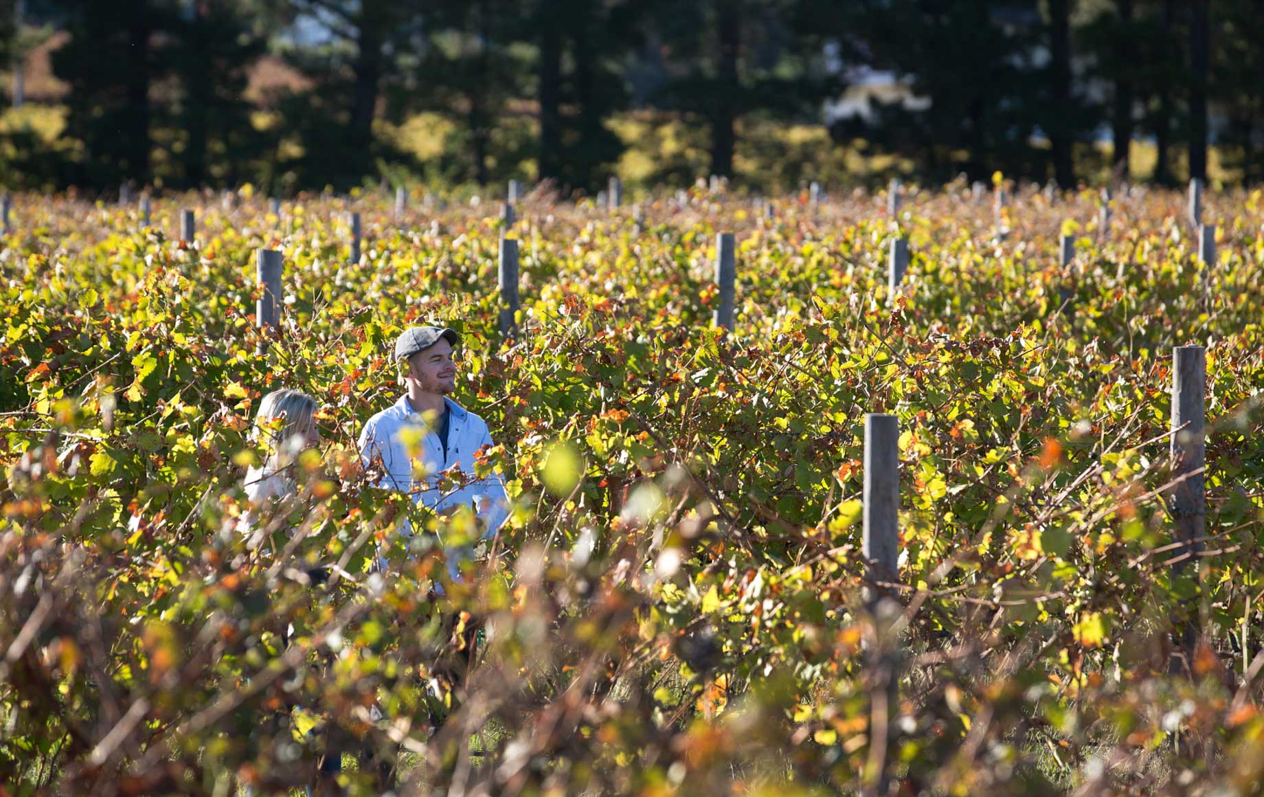 Happy couple strolling through Cape Winelands in the sun