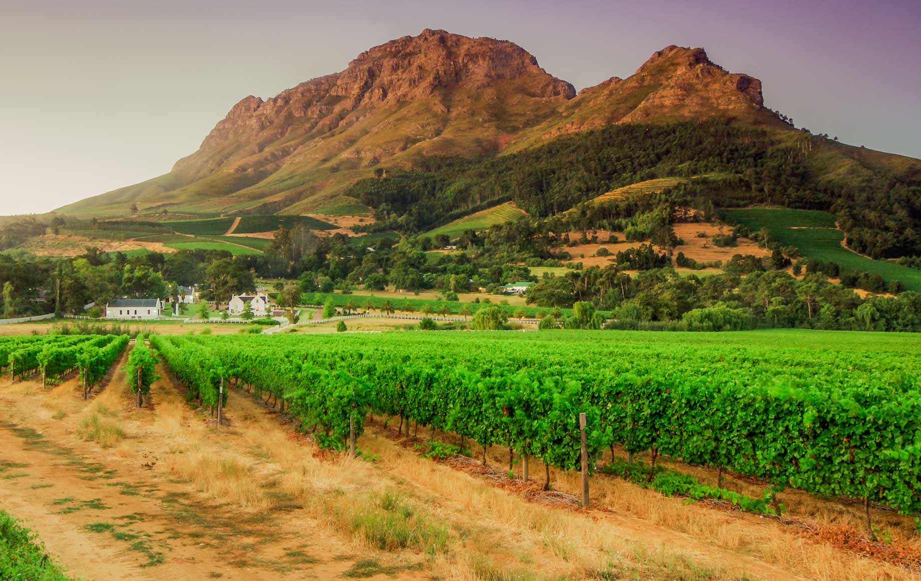 Green fields of Cape Winelands