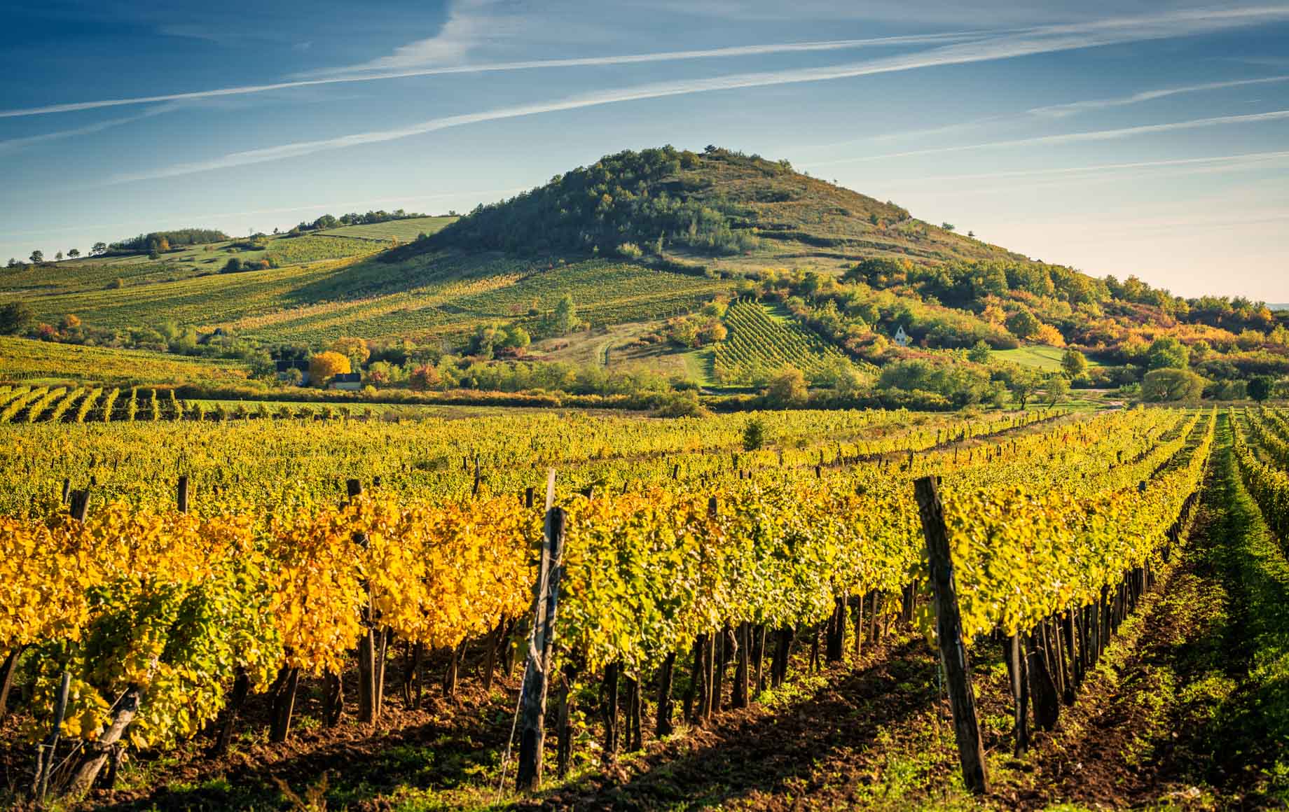 Beautiful sunlight shining on the fields of Cape Winelands