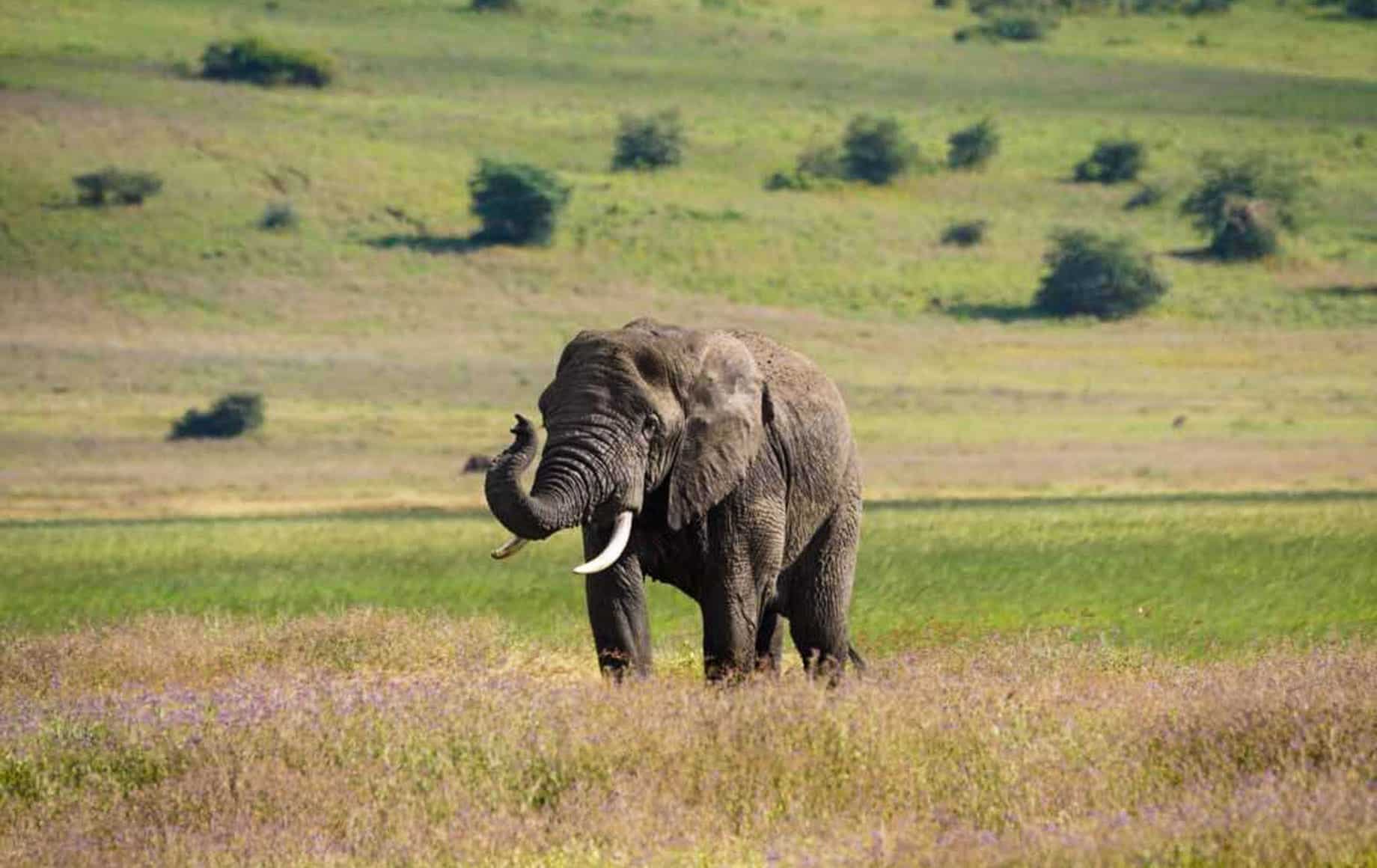 An Elephant roaming at Ngorongoro Conservation Area