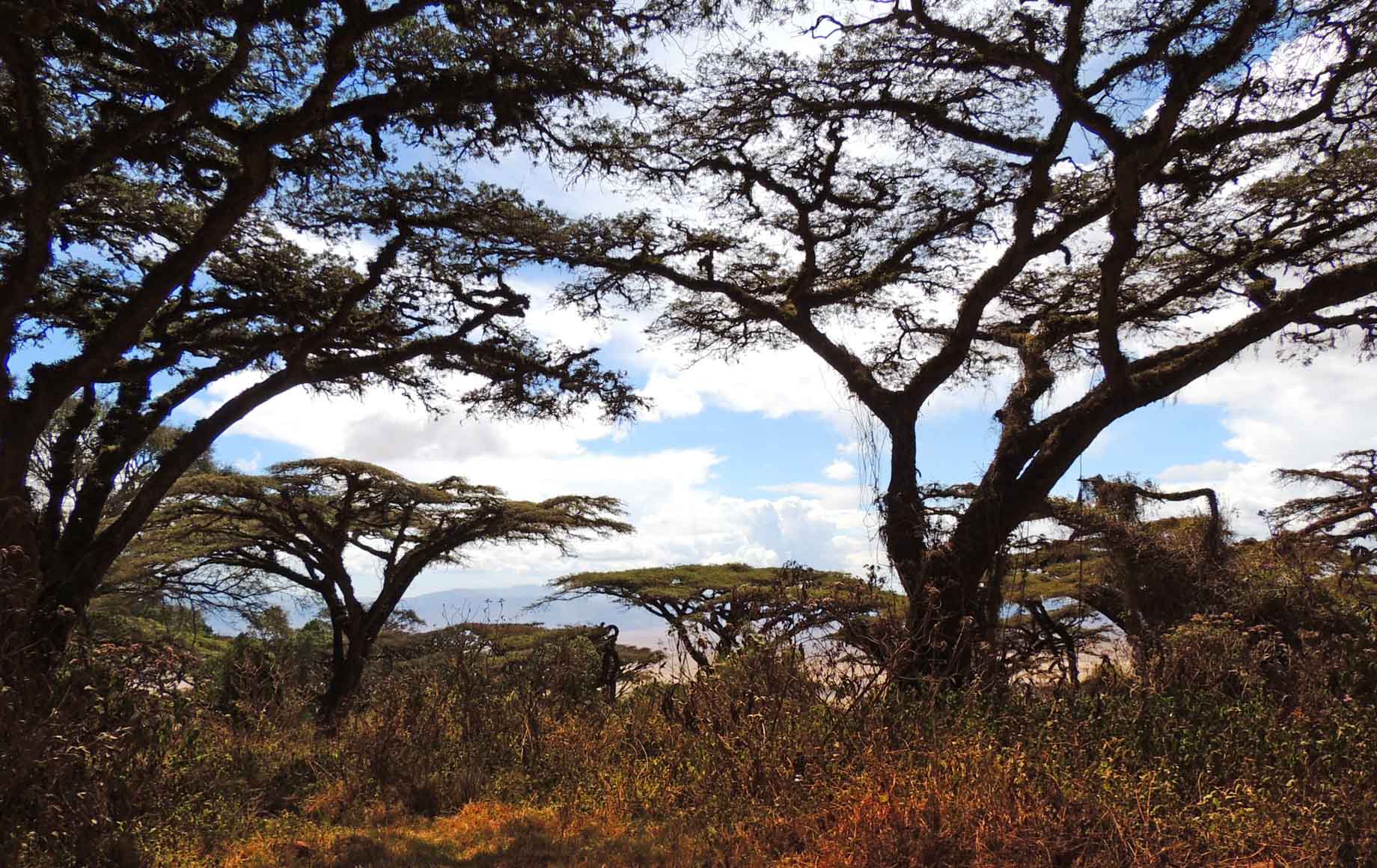 Ngorongoro Conservation Area