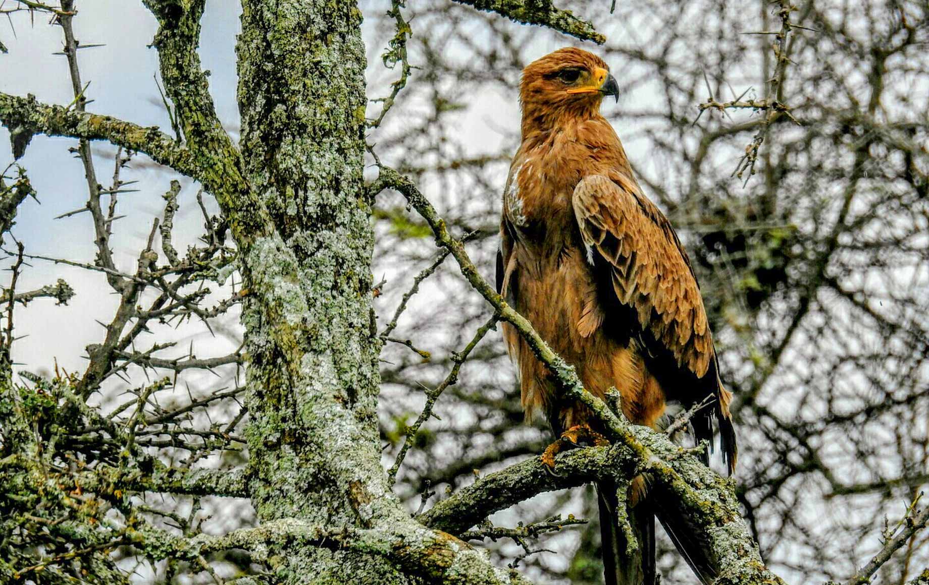 Lake Nakuru National Park - A Haven for Kenya Birds